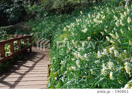 水仙と橋 590801