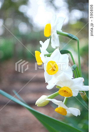 階段と水仙 590806