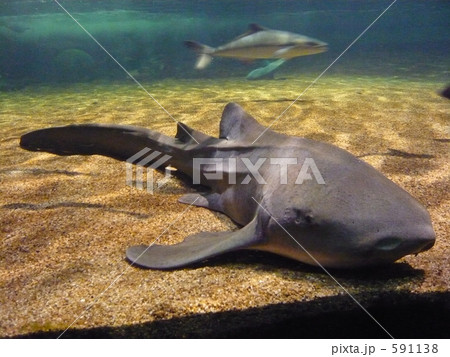 サメ 591138