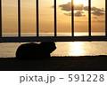 夕暮れの海と猫 591228