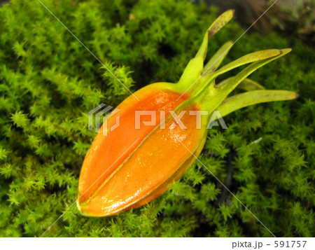 苔とクチナシ 苔とクチナシ 591757