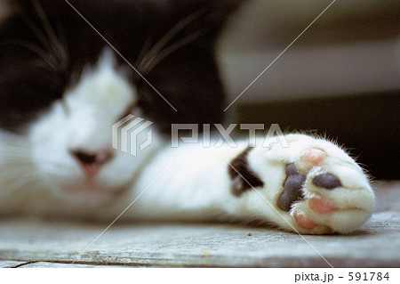 猫の手【肉球】 591784