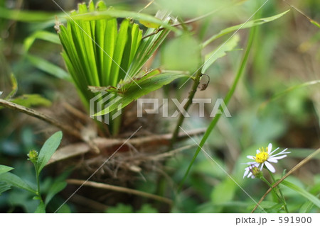 シュロの若木 591900