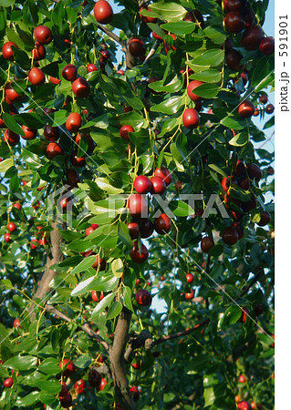 木に生る棗 591901