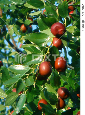 ナツメの実と葉 591902