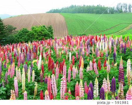 ルピナス畑 591981