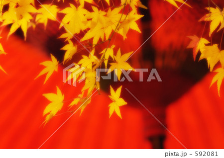 紅葉 09 紅葉 09 592081