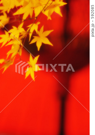 紅葉 10 592085