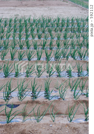 たまねぎ畑 592112