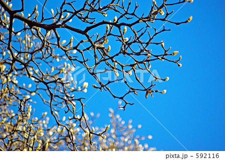 白木蓮 白木蓮 592116