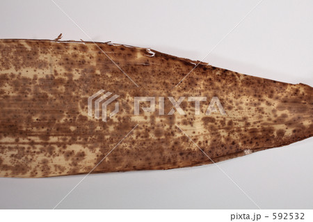 竹の皮Aの先 592532