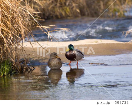 鴨 592732