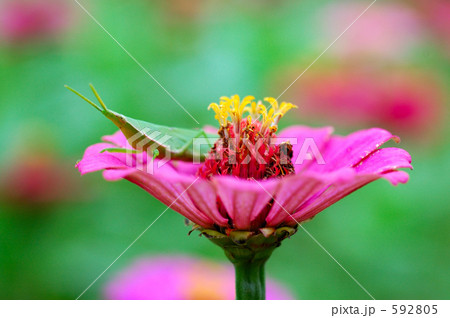 Ship of the flower Ship of the flower 592805