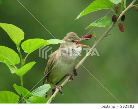 オオヨシキリ オオヨシキリ 592982