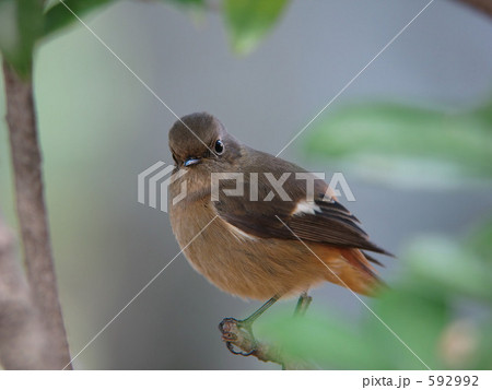 ジョウビタキ ジョウビタキ 592992