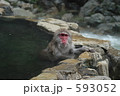 温泉に浸かる猿 593052