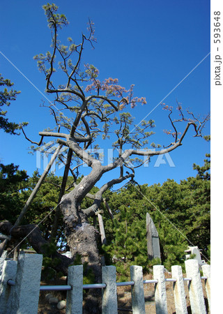 羽衣の松 羽衣の松 593648