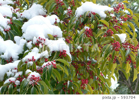 カナメモチに雪 カナメモチに雪 593704