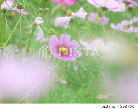 黒姫高原のコスモス 593759