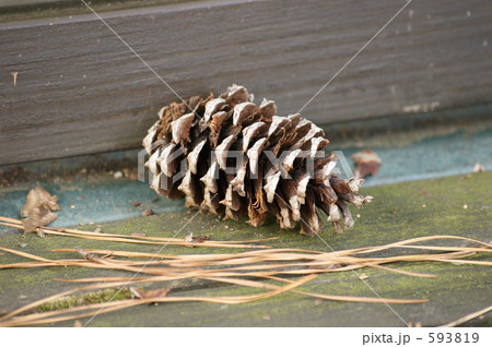 松ぼっくり 593819