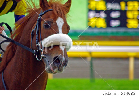 サラブレッド 594635