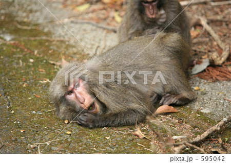 屋久サル 595042