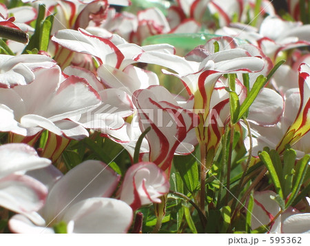 パーシーカラー 595362