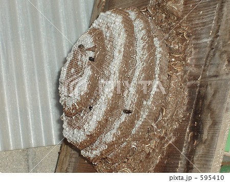 へぼの巣屋の中 へぼの巣屋の中 595410