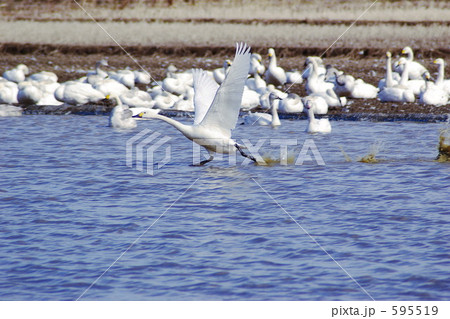 白鳥の離水 白鳥の離水 595519