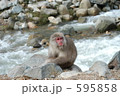 河原のサル 595858