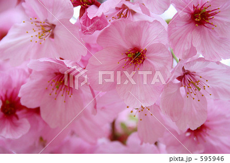 桜 595946