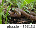 ジムグリ 596138