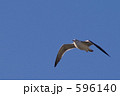 空を飛ぶウミネコ 596140