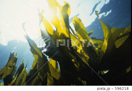 葉山海岸のカジメ林 596218