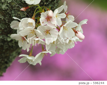 桜 桜 596244