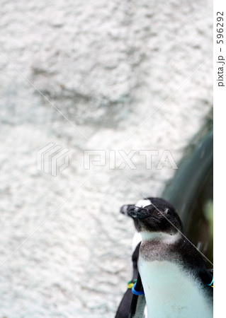 上野動物園のペンギン02 上野動物園のペンギン02 596292