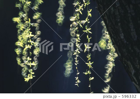 早春譜1 早春譜1 596332