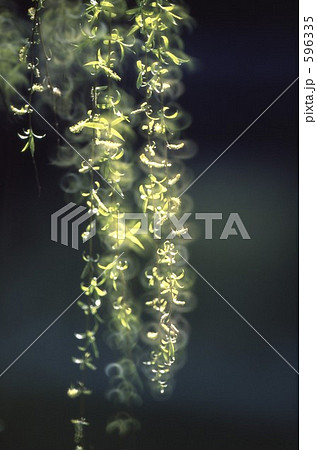 早春譜2 早春譜2 596335