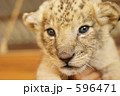 ライオンの赤ちゃん 596471