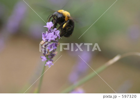 くまんばちとラベンダー 597320