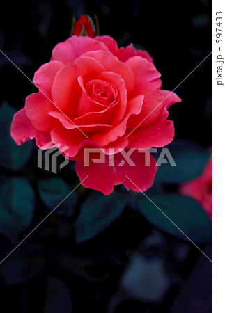 紅の薔薇 597433