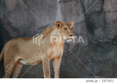 睨みつけるライオン（メス） 597951