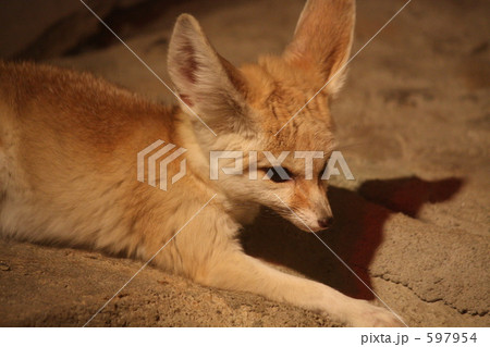 暗室のフォックス 597954