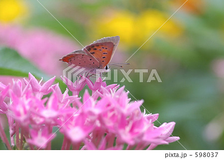 ペンタスとベニシジミ 598037