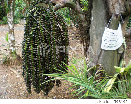 危険な植物 598192