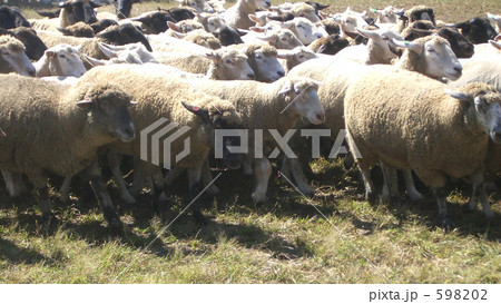 羊の群れ 598202