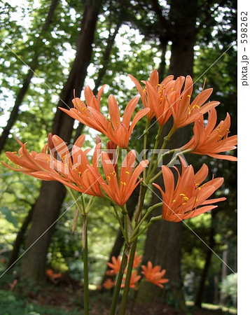 キツネノカミソリ 598262