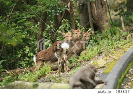 屋久シカ 598357