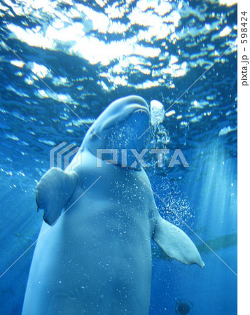 八景島シーパラダイスのシロイルカの写真素材