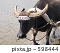 由布島の水牛 598444